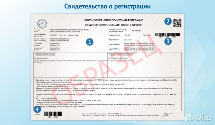 Оформление документов РКФ родословная титулы собак