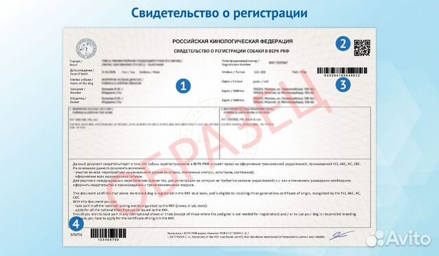 Оформление документов РКФ родословная титулы собак