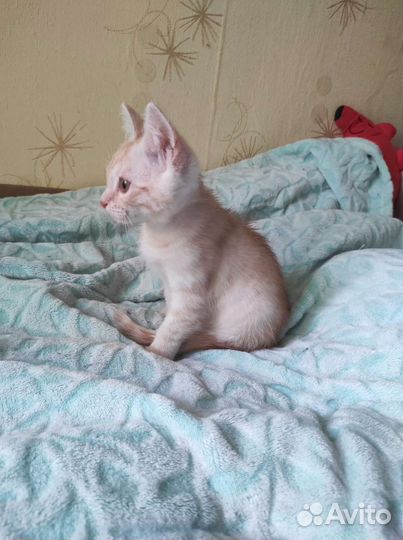 Котенок ищет дом