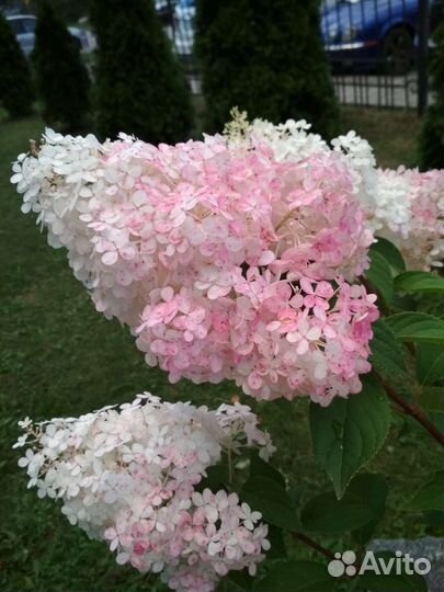 Гортензия метельчатая