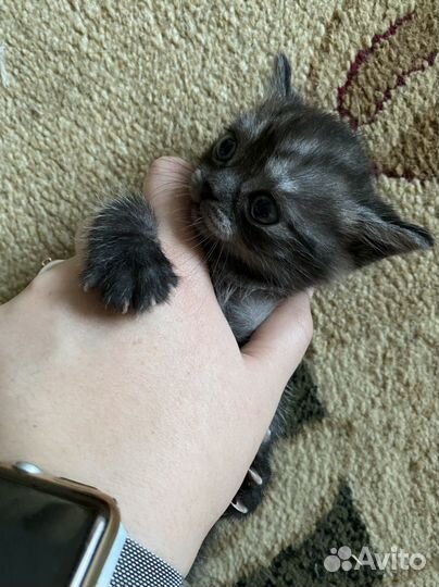 Котята