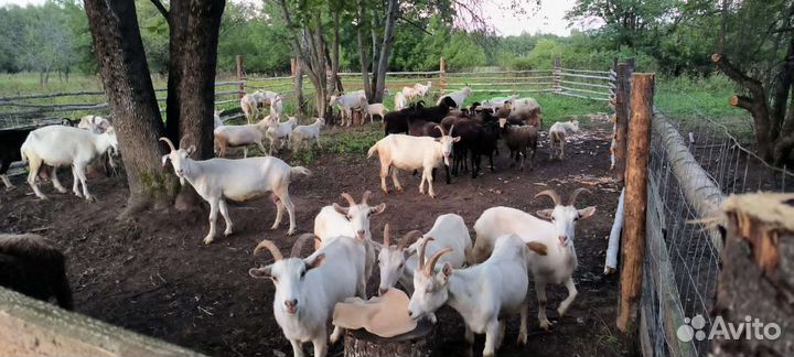 Козы молодые