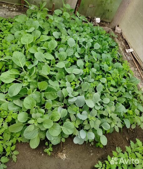 Рассада томатов