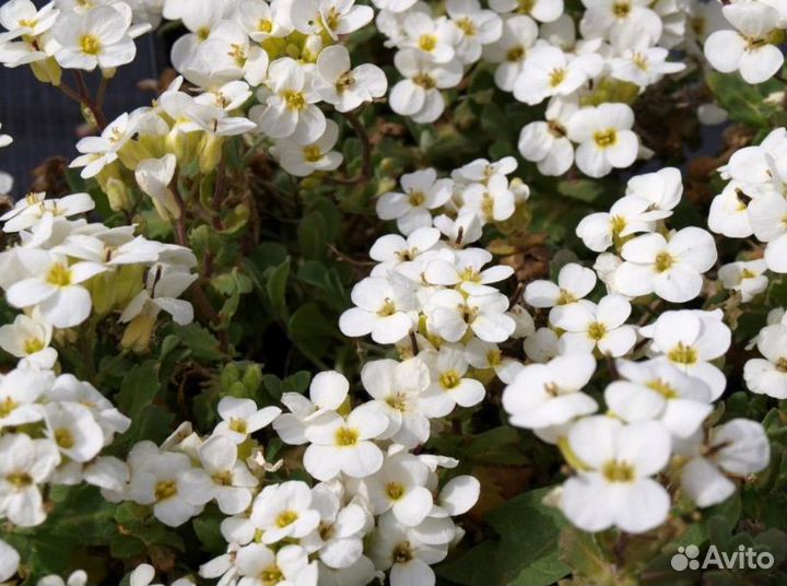 Арабис кавказский