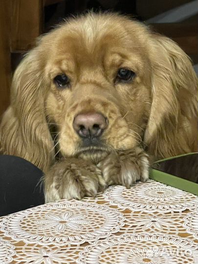 Отдадим бесплатно щенка