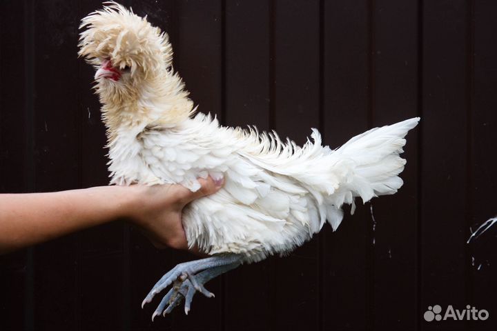 Падуаны и индоутка