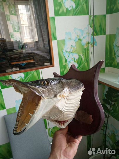 Чучело головы щуки