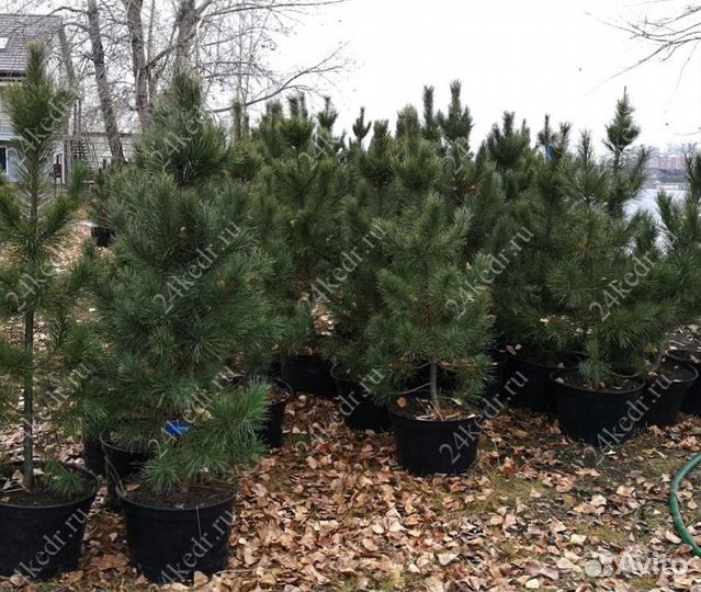 Саженцы кедра от производителя экстра класс