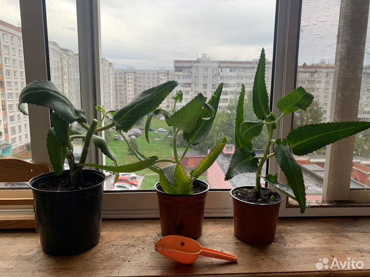 Каланхоэ лечебное