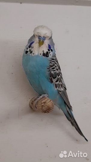 Выставочный волнистый попугай,ввп,чех