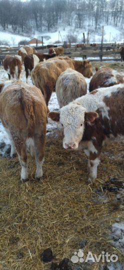 Продаются крс (телки, нетели)