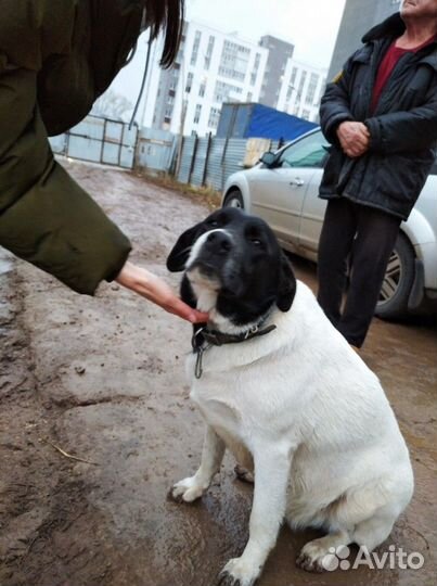 Собака стерилизованная, помесь с лабродором