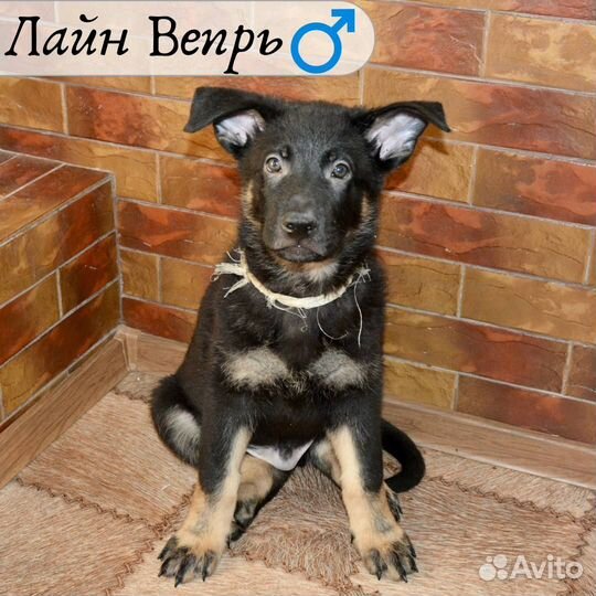 Щенки немецкой овчарки
