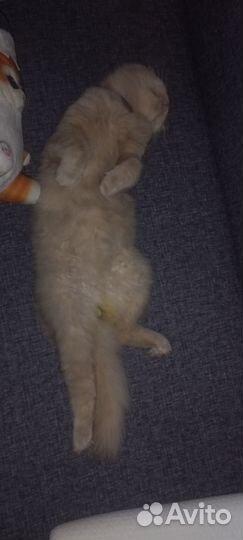 Котик вислоухий