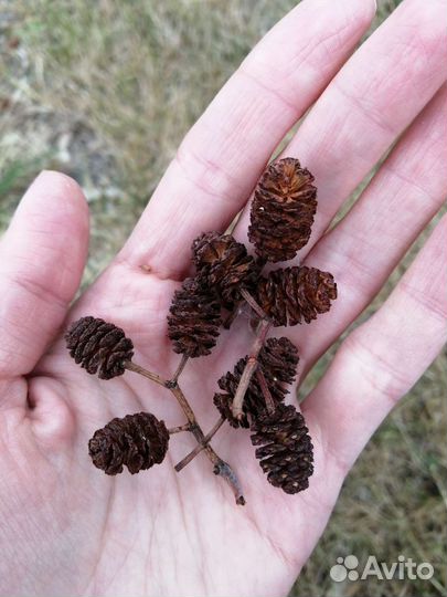 Шишки ольхи