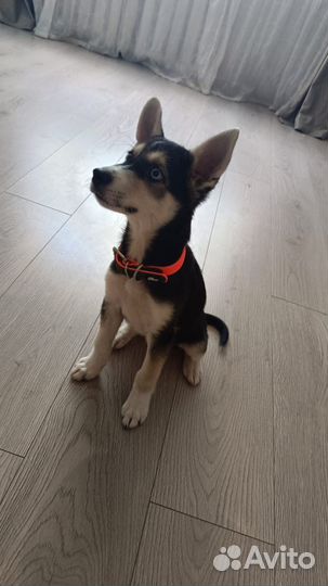 Девочка, 3 мес