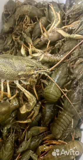 Продам живого рака и вареного по-вашему запросу