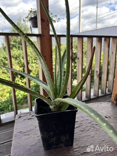 Алоэ Вера 20 см