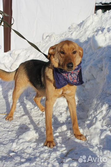 Баффи-рыжее солнышко ищет дом