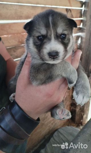 Сибирский хаски