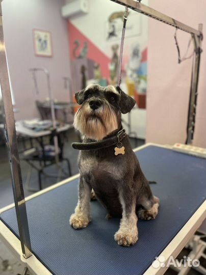 Грумер на дом