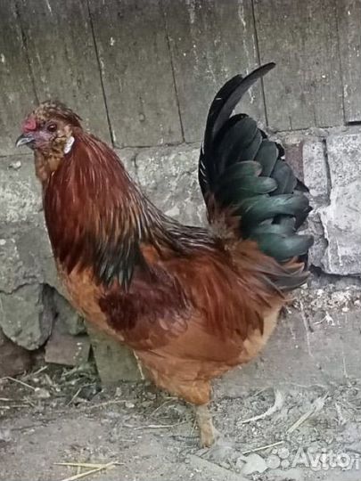 Молодой петух