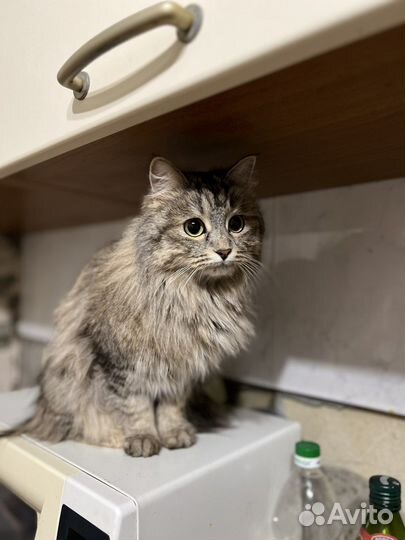 Кошечка в добрые ручки