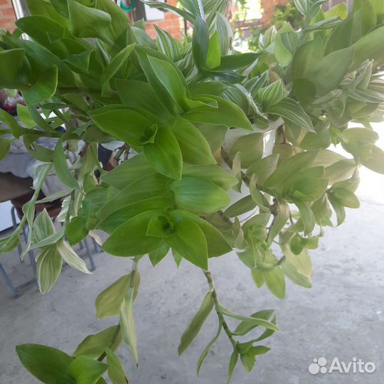 Традесканция