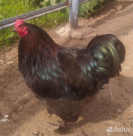 Продам петуха