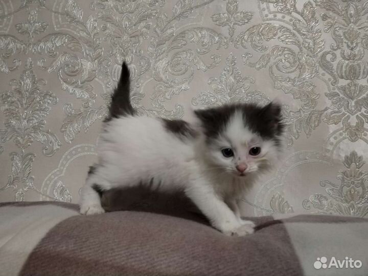 Кошки в добрые руки бесплатно