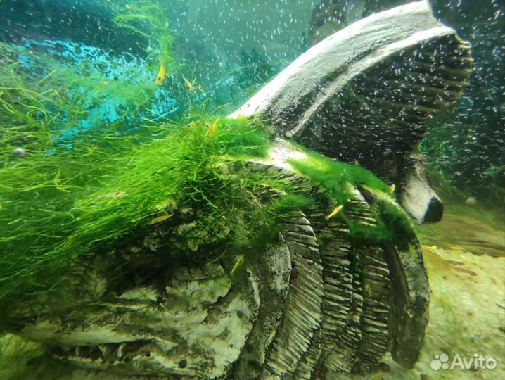 Креветки желтый неон