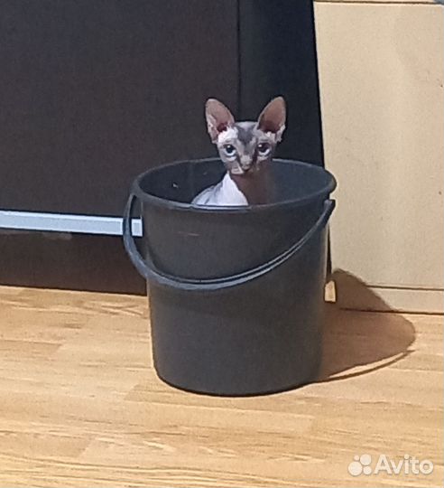 Канадский сфинкс девочка