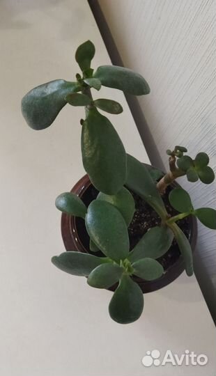 Денежное дерево (Тростянка, Крассула)
