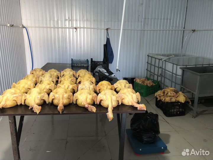 Куры тушки
