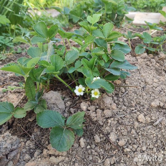 Клубника ремонтантная