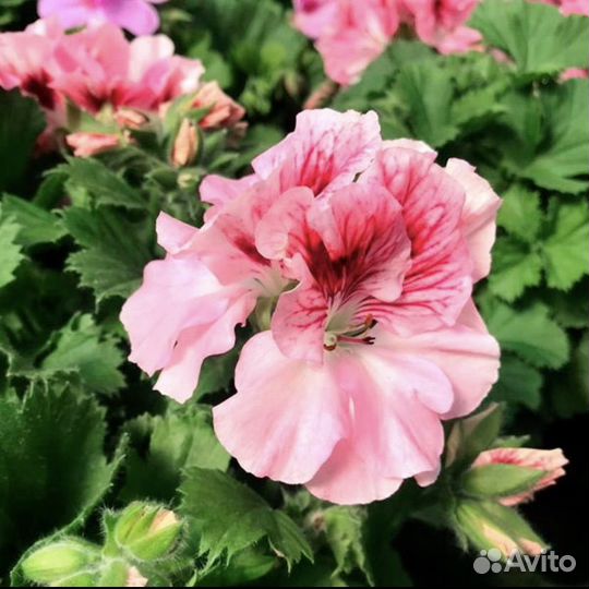 Пеларгония герань сортовая