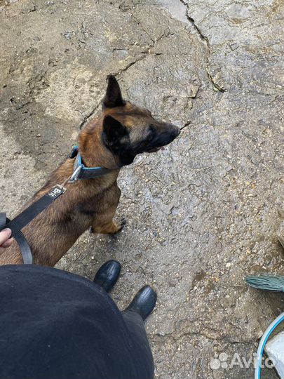 Кинолог/Дрессировка собак/Выгул собак