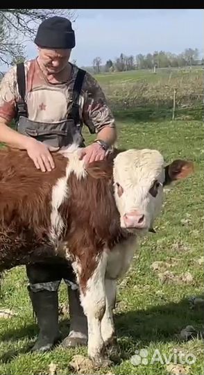 Телята бычки сементалы