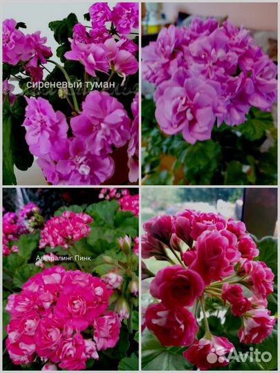 Пеларгония герань