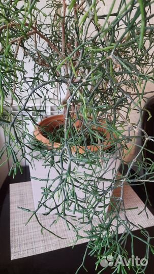 Хатиора,сукулент