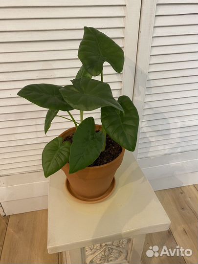 Алоказия крупноклубневая 40 см