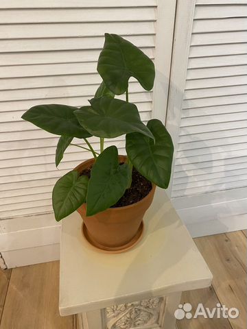 Алоказия крупноклубневая 40 см