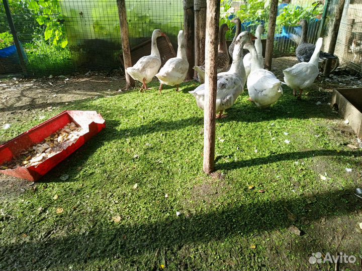 Продаются гуси
