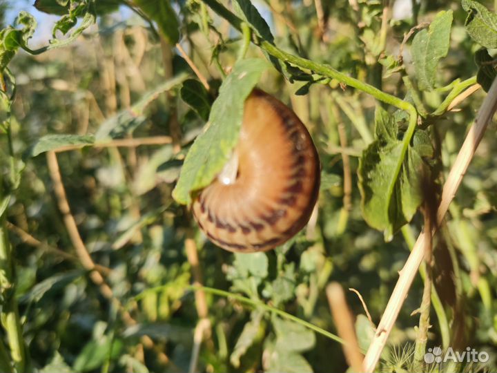 Улитка Мюллер Helix aspersa Muller
