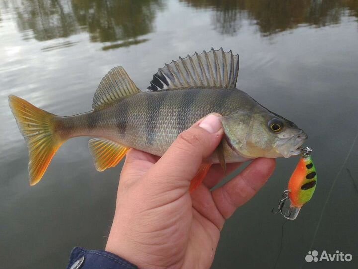 Воблер Crazy Crank