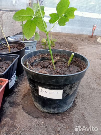 Продам саженцы ежевики