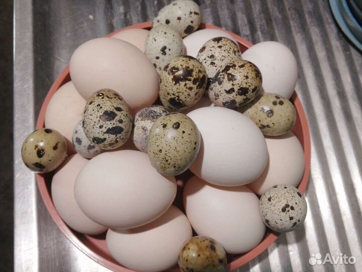 Яйца куриные, перепелиные, утиные
