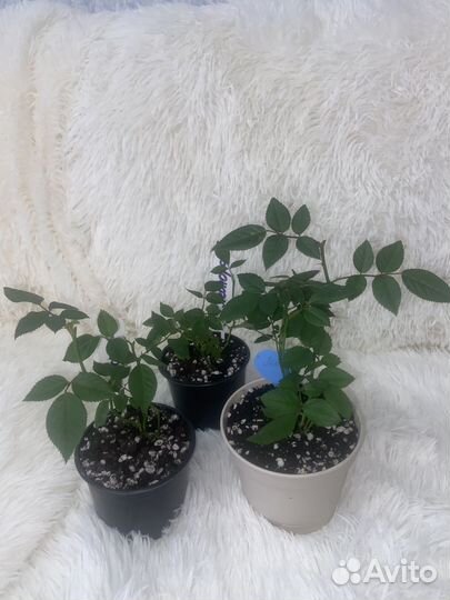 Роза комнатная