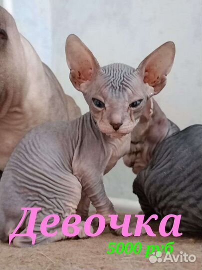 Донской сфинкс велюр