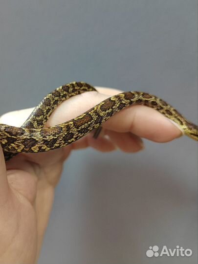 Узорчатый полоз